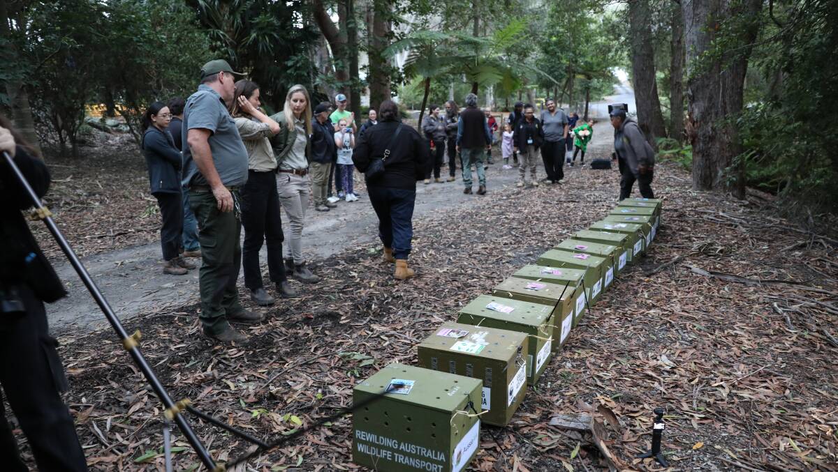 Conservationists prepare to release a group of eastern quolls at Booderee National Park. Picture Aussie Ark