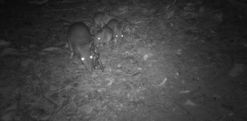 Long-nosed Bandicoots with young observed in the monitoring program - the species site occupancy has increased to 100 per cent. Picture supplied. 