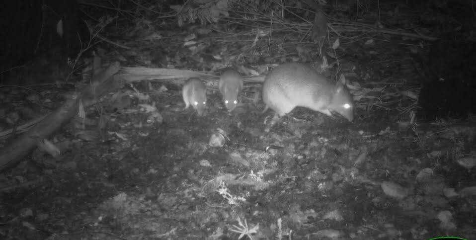 Long-nosed Bandicoots with young observed in the monitoring program - the species site occupancy has increased to 100 per cent. Picture supplied.
