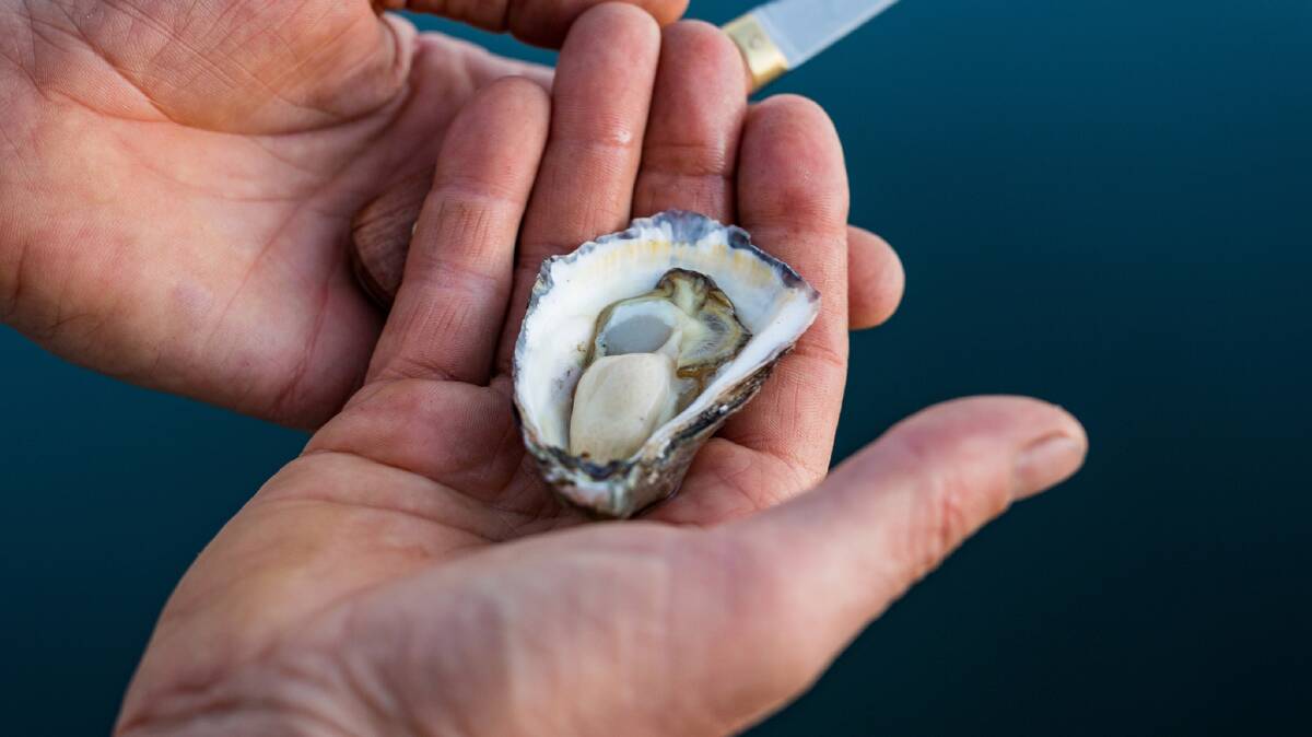 Martin Bosley, together with ABC Radio presenter Simon Marnie, will judge this year's oyster shucking competition at Narooma Oyster Festival, with Australia's leading seafood authority John Susman acting as MC . Picture supplied.
