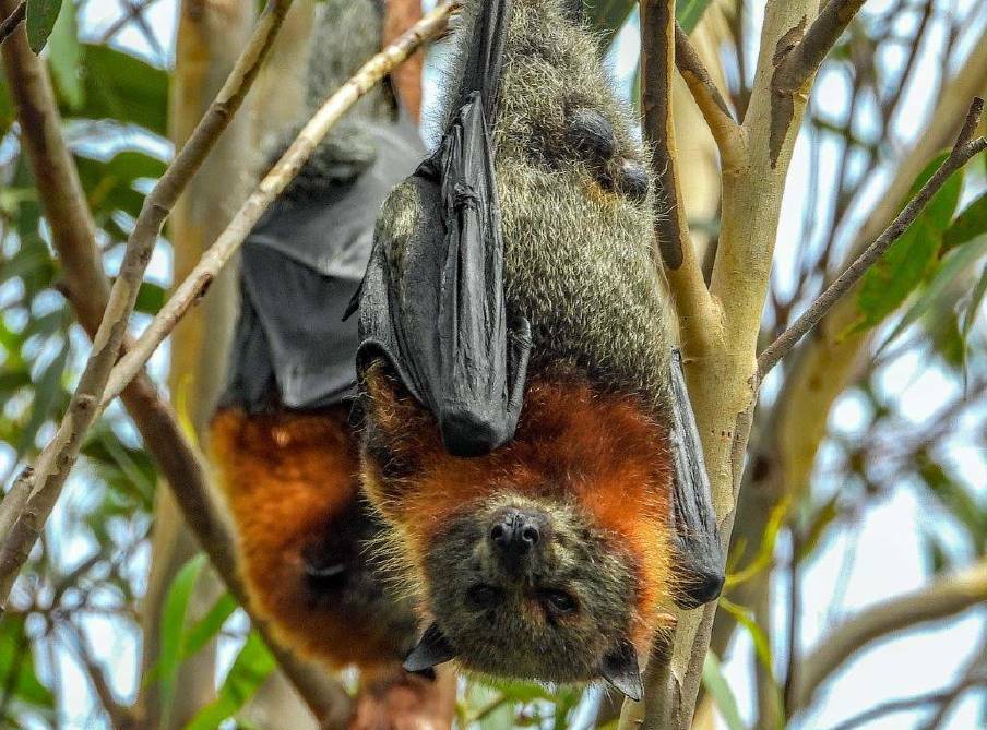 Learn about the native threatened species of flying foxes living in Batemans Bay this Friday, May 12. Picture from file