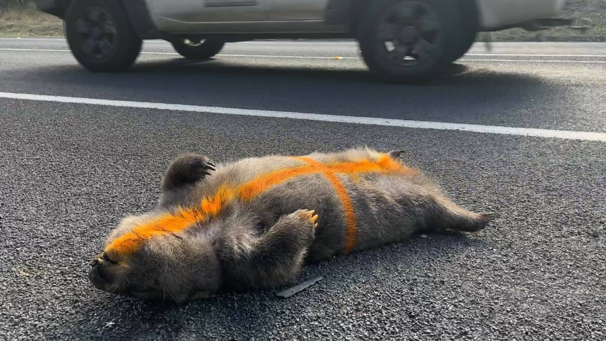 A wombat lies on the side of the road after being hit, marked with spray paint to signify it's been checked by a wildlife rescue member. Picture by James Parker.
