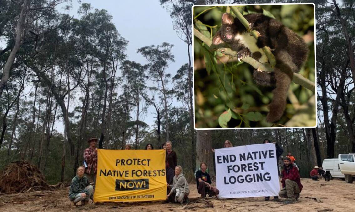 Conservationists protest against a logging operation in Flat Rock State Forrest in 2023. Picture supplied