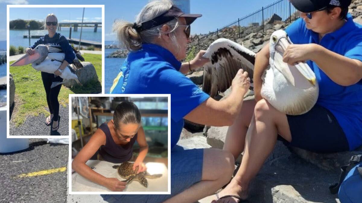Volunteers from the Australian Seabird and Turtle Rescue South Coast branch were given a letter advising of a suspension. Pictures via Australian Seabird and Turtle Rescue South Coast branch social media 