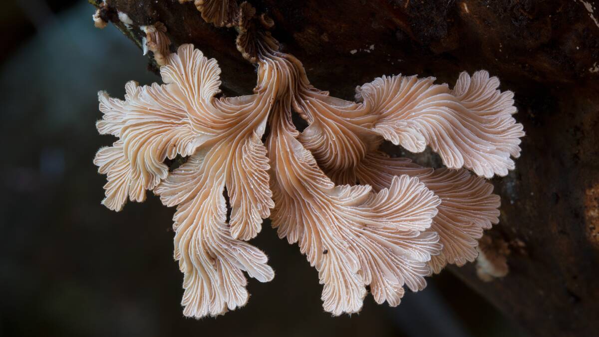 The wonderful and magic world of fungi as documented by Stephen Axford and Catherine Marciniak. Pictures supplied.