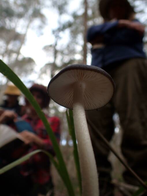 Mushrooms and people captured on the Fungi Foray led by Stephen Axford and Catherine Marciniak in Tanja, as identified and captioned by Dr Sapphire McMullan-Fisher. Pictures by Catfish Creative.