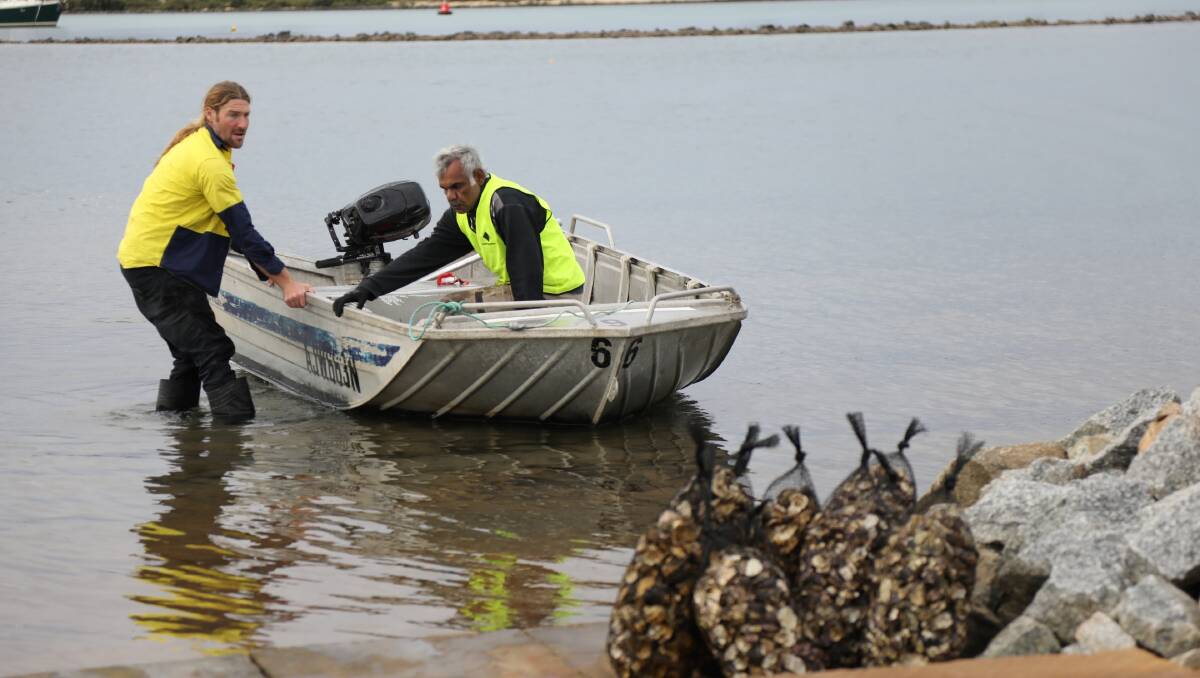 Oyster farmer Damon Fernihough with volunteer Peter Moore. Picture by Vic Silk