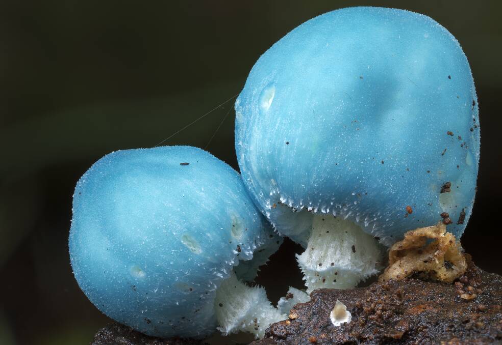 Stephen Axford discovered a new species of blue mushroom - Leratiomyces sp. in a NSW northern rivers rainforest. Picture supplied.