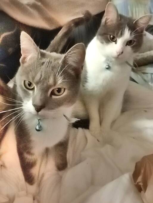 Beautiful brothers Mayo and Dukitty can be adopted together or seperately. Picture supplied.