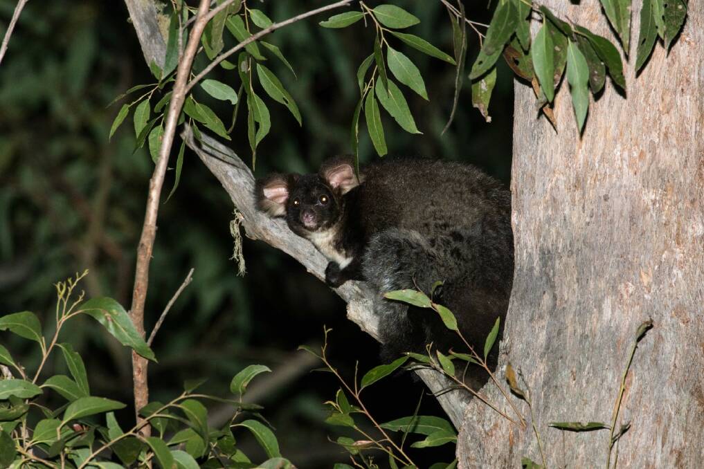 The endangered Southern Greater Glider on the South Coast of NSW. Picture NCC
