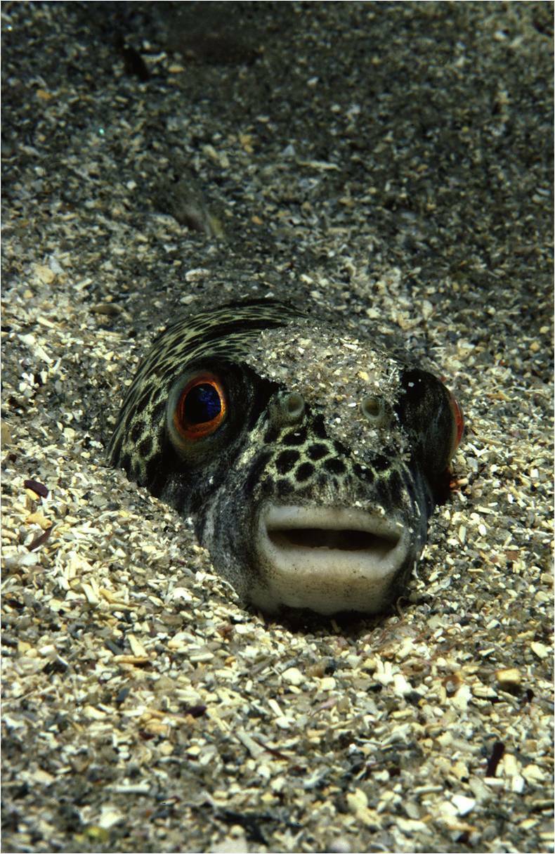 Tired of puffer fish (toad fish) eating my bait! Location: Australia : r/ Fishing