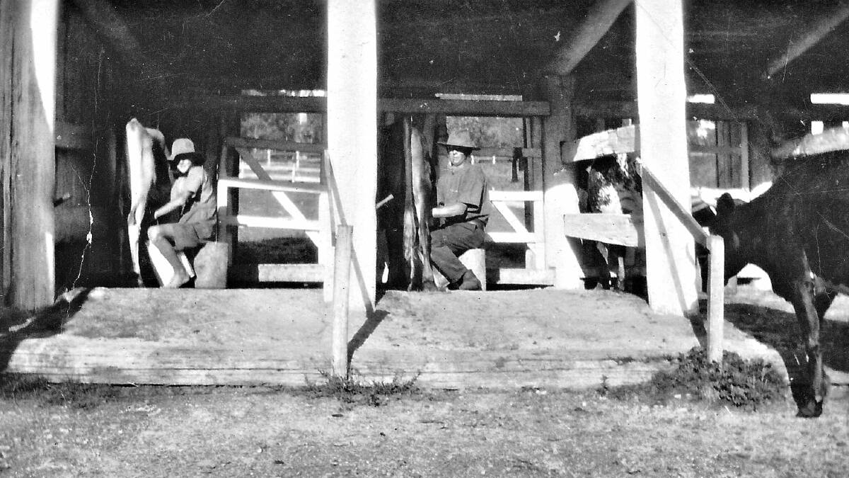 Harry Grumley and his son Ernie busy in the milking sheds in Tilba in the 1920s. 