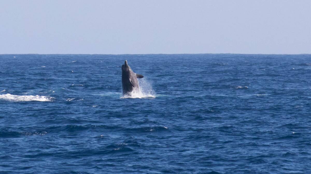Rare Arnoux's beaked whale spotted off Narooma | Photos | Narooma News ...