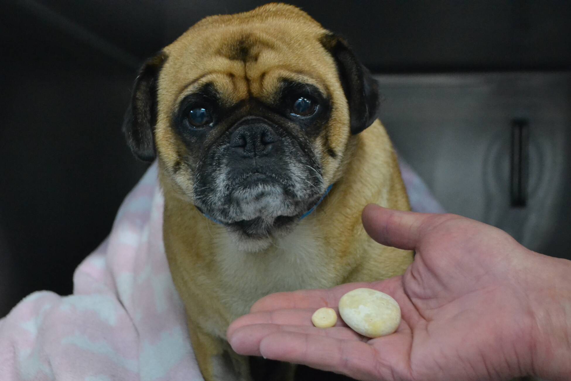 does my dog need surgery for bladder stones
