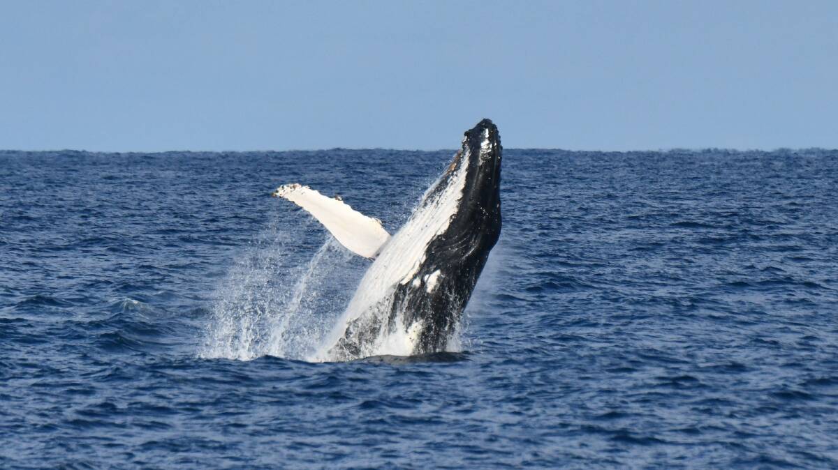 Humpback whales are the most common variety spotted off Point Perpendicular. Pictures by Jervis Bay Wild
